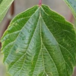 Viorne � feuilles de bouleau