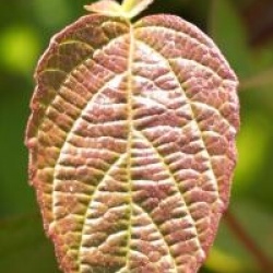 Viburnum mullaha  - Viorne mullaha
