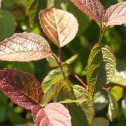 Viburnum mullaha 