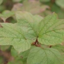 Viburnum opulus 'Kaleidoscope'