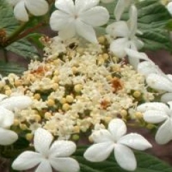 Viburnum opulus 'Kaleidoscope' - Viorne Kaleidoscope