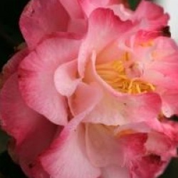 Camellia japonica 'Nuccio's Jewel'