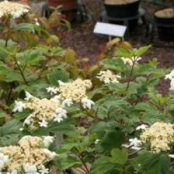 Viburnum opulus 'Kaleidoscope'