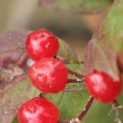 Viburnum opulus 'Kaleidoscope'