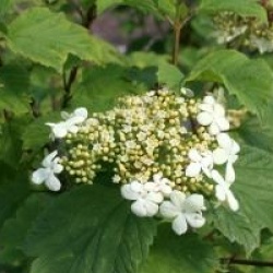 Viburnum opulus 'Kaleidoscope'