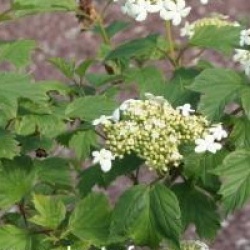 Viburnum opulus 'Kaleidoscope'
