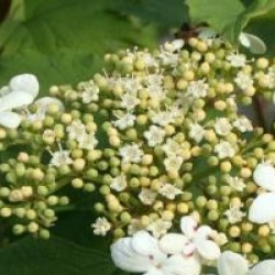 Viburnum opulus 'Kaleidoscope'