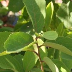 Pterostyrax corymbosa 