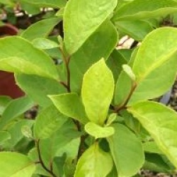 Pterostyrax corymbosa 