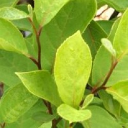 Pterostyrax corymbosa 