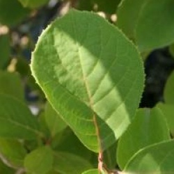 Pterostyrax corymbosa 