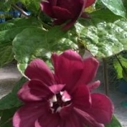 Calycanthus 'Aphrodite' �