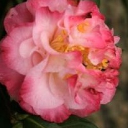 Camellia japonica 'Nuccio's Jewel'