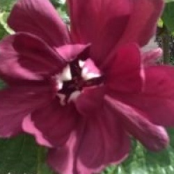 Calycanthus 'Aphrodite' �