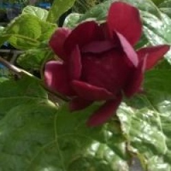 Calycanthus 'Aphrodite' �