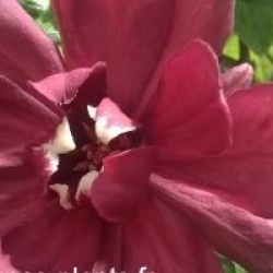 Calycanthe Aphrodite