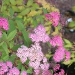 Spiraea japonica 'Magnum Rose' - Spir�e Magnum Rose