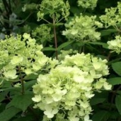 Hydrangea paniculata 'Bombshell ' cov 