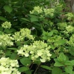 Hydrangea paniculata 'Bombshell ' cov 