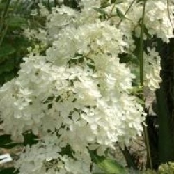 Hydrangea paniculata 'Bombshell ' cov 