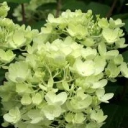 Hydrangea paniculata 'Bombshell ' cov 