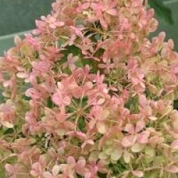 Hydrangea paniculata 'Bombshell ' cov 
