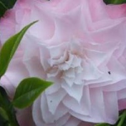 Camellia japonica 'Nuccio's Pearl' - Cam�lia du Japon Nuccio's Pearl