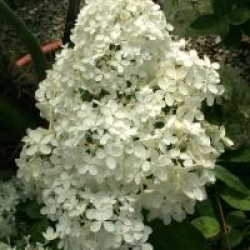 Hydrangea paniculata 'Bombshell ' cov 