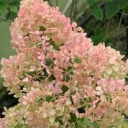 Hortensia � panicule Bombshell