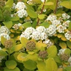 Spiraea betulifolia 'Tor Gold' COV
