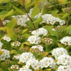 Spiraea betulifolia 'Tor Gold' COV