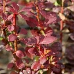 Berberis thumbergii 'Orange Rocket' cov 