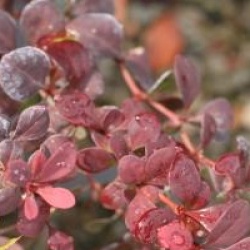 Berberis thumbergii 'Orange Rocket' cov 