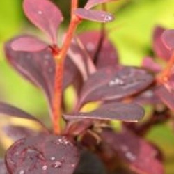 Berberis thumbergii 'Orange Rocket' cov 