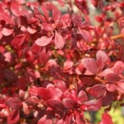 Berberis thumbergii 'Red Torch' cov