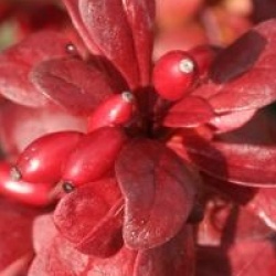Berberis thumbergii 'Red Torch' cov
