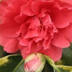 Camellia japonica 'Portuense'
