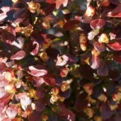 Berberis thumbergii 'Red Torch' cov