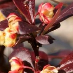 Berberis thumbergii 'Red Torch' cov
