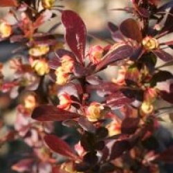 Berberis thumbergii 'Red Torch' cov