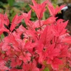 Viburnum trilobum 'Spring Red Compact'