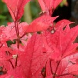 Viburnum trilobum 'Spring Red Compact'