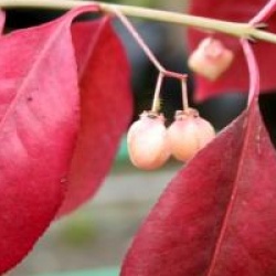 Euonymus grandiflorus 'Ruby Wine' �
