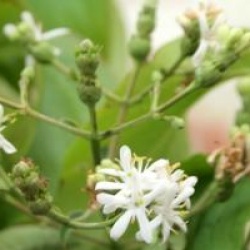 Heptacodium miconioides Tianshan � 'Minhep'