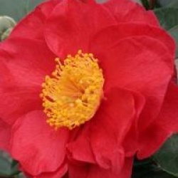 Camellia japonica 'San Dimas'