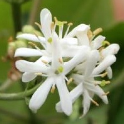 Heptacodium Tianshan