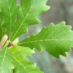 Quercus x warei 'Regal Prince' 