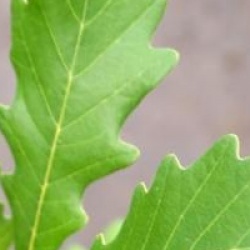 Quercus x warei 'Regal Prince' 