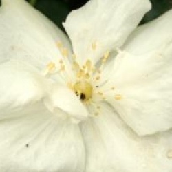 Philadelphus 'Natchez' 