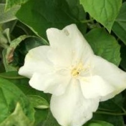 Philadelphus 'Natchez' 